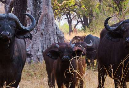 Hwange - Zimbabwe © Shutterstock - Jez Bennet
