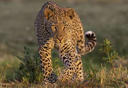South Luangwa - Zambie © Shutterstock - Seyms Brugger