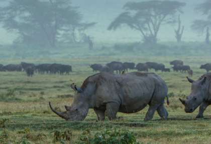 Rhinocéros blancs - Kruger - Afrique du Sud © Shutterstock - Anton Dumitrescu