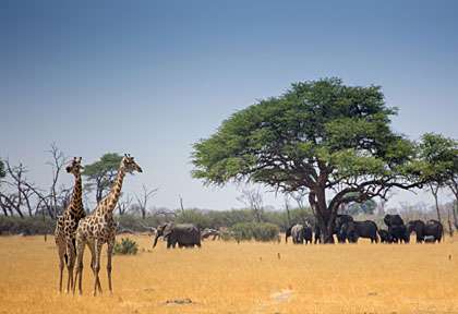 girafes et éléphants à Hwange